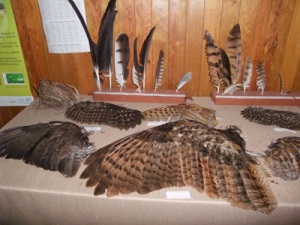A display of wings from birds
